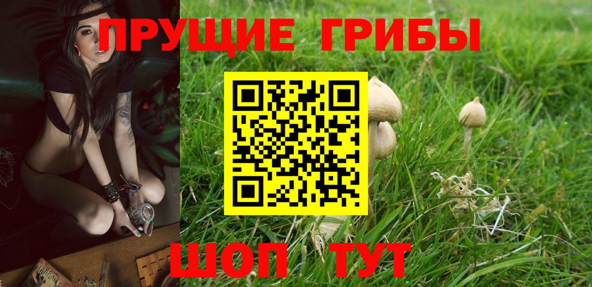 Галлюциногенные грибы Cubensis  Вход с VPN  Сунжа 