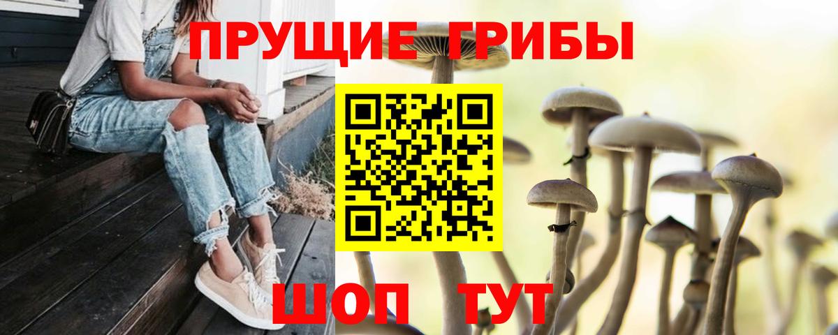 Псилоцибиновые грибы Cubensis Сунжа